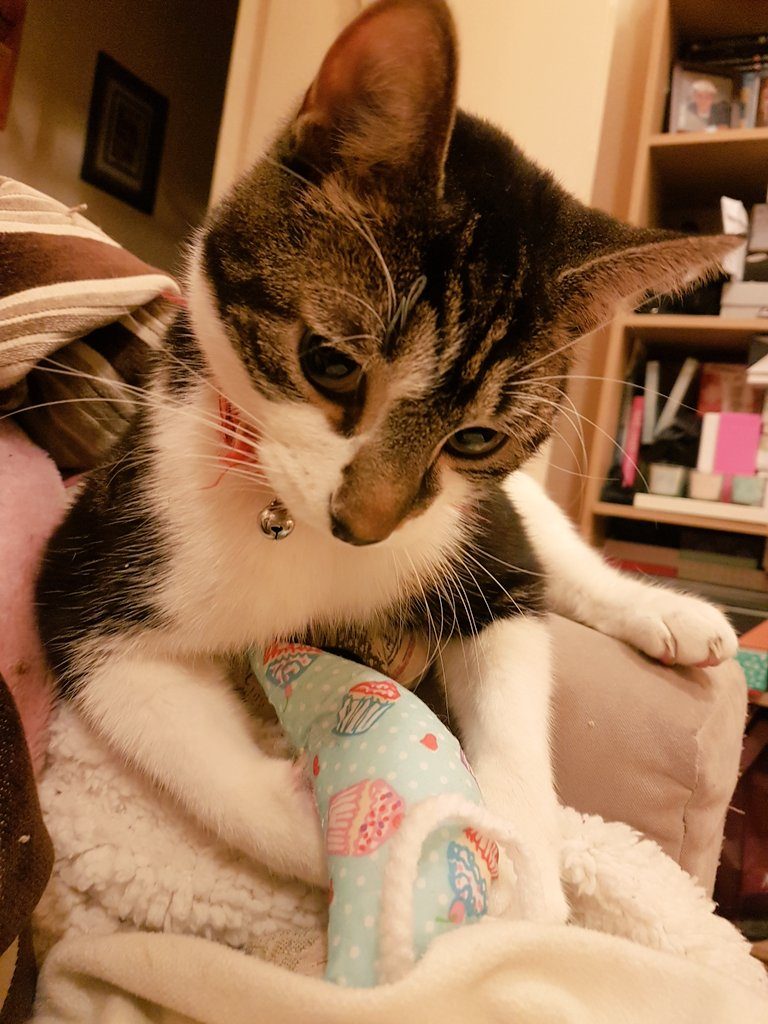 cat my purrfect gift box